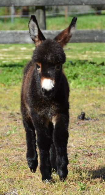 Poplargrove_mini_donkey_filly_foal_photo_Ador_A_Bell_front_on